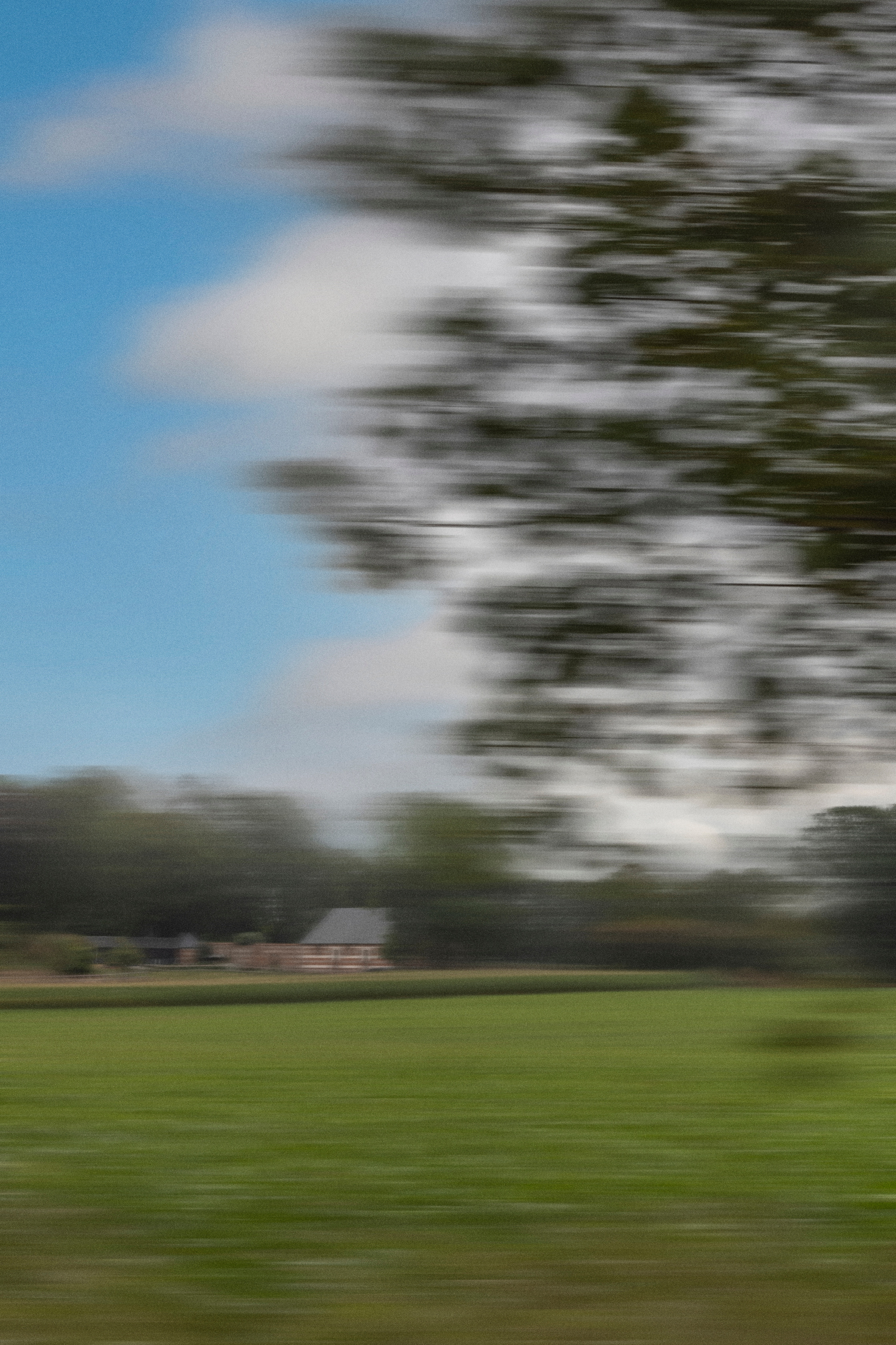 Blurry Tree in the Field
